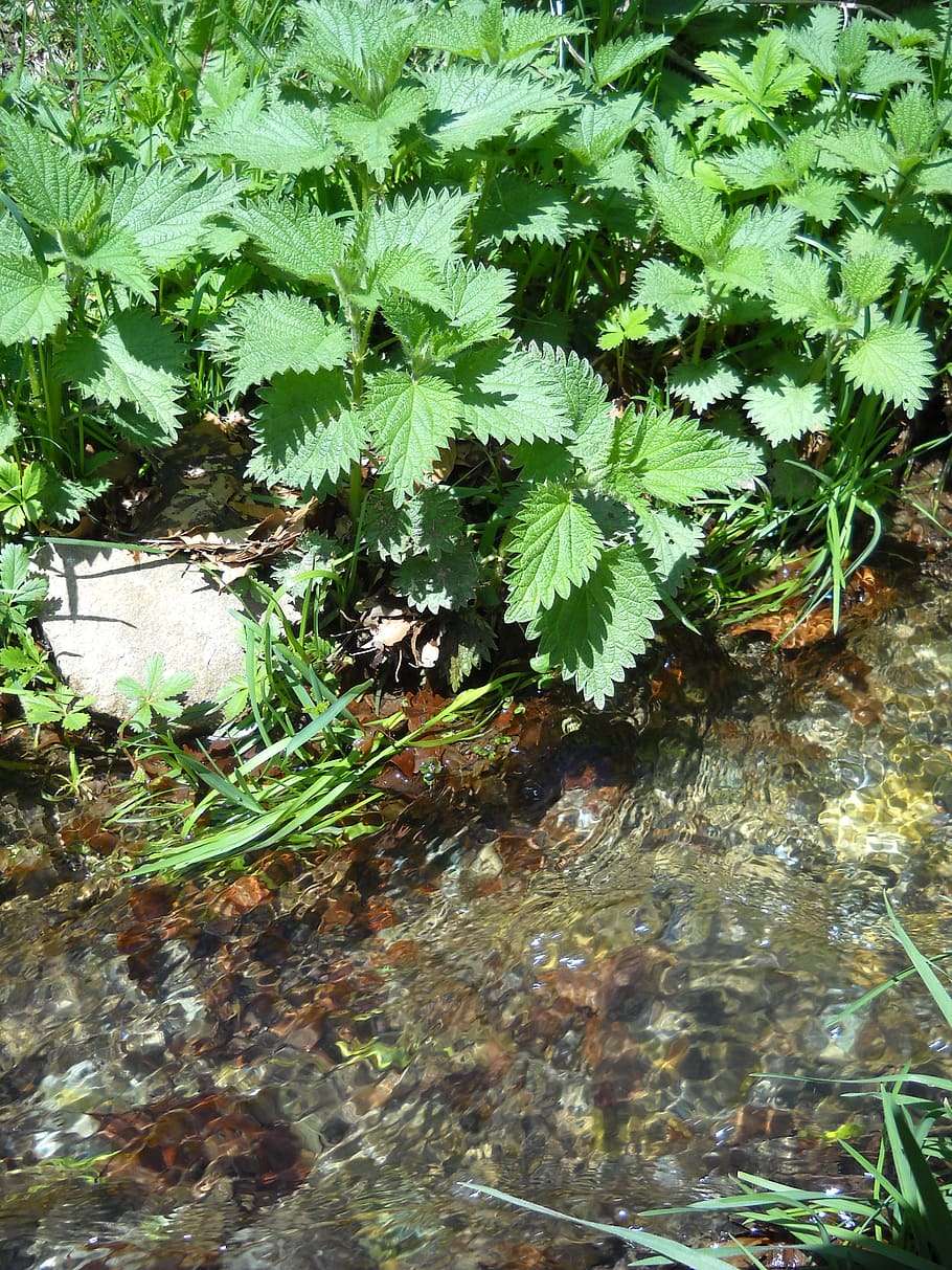 nettle, vegetation, river, water, creek, plant, herb, nature HD wallpaper