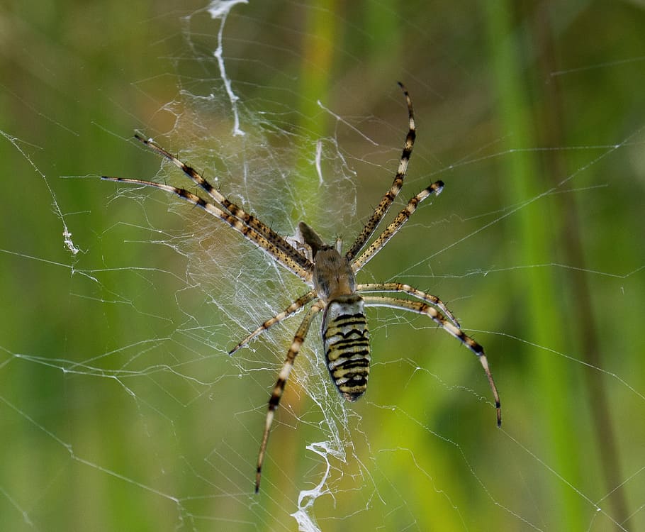 spider, spider web, macro, summer, animal themes, fragility HD wallpaper