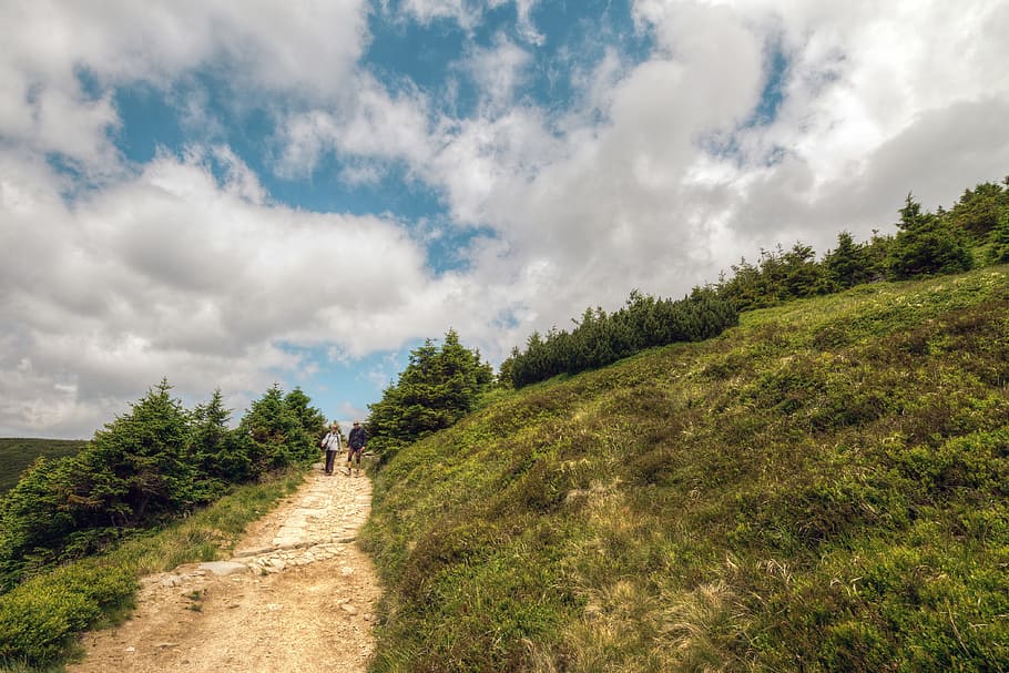 People Walking Outside the Pine Tree Forest, clouds, cloudy, dirt road HD wallpaper