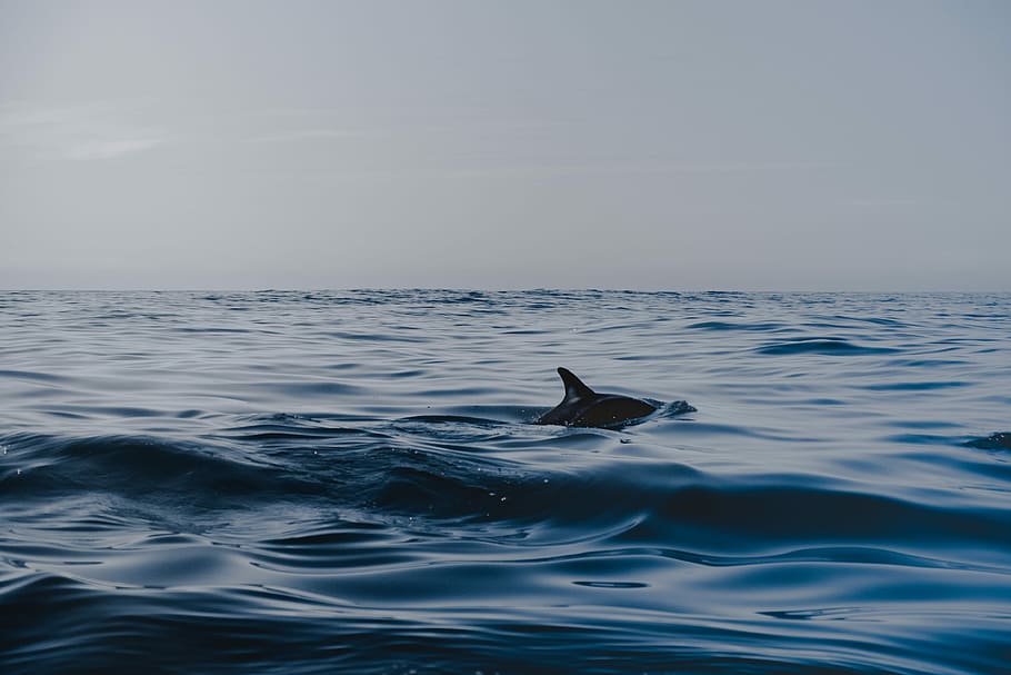 dolphin in body of water, whale swim under water, sky, sea, ocean, HD wallpaper