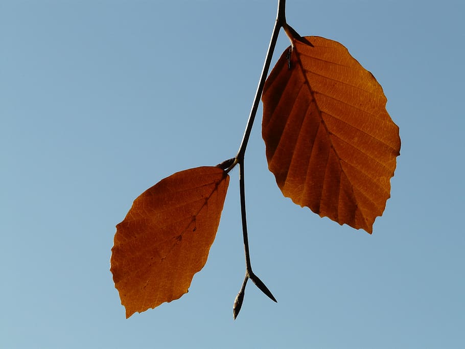 leaf, pair, two, both, beech, fagus sylvatica, deciduous tree, HD wallpaper