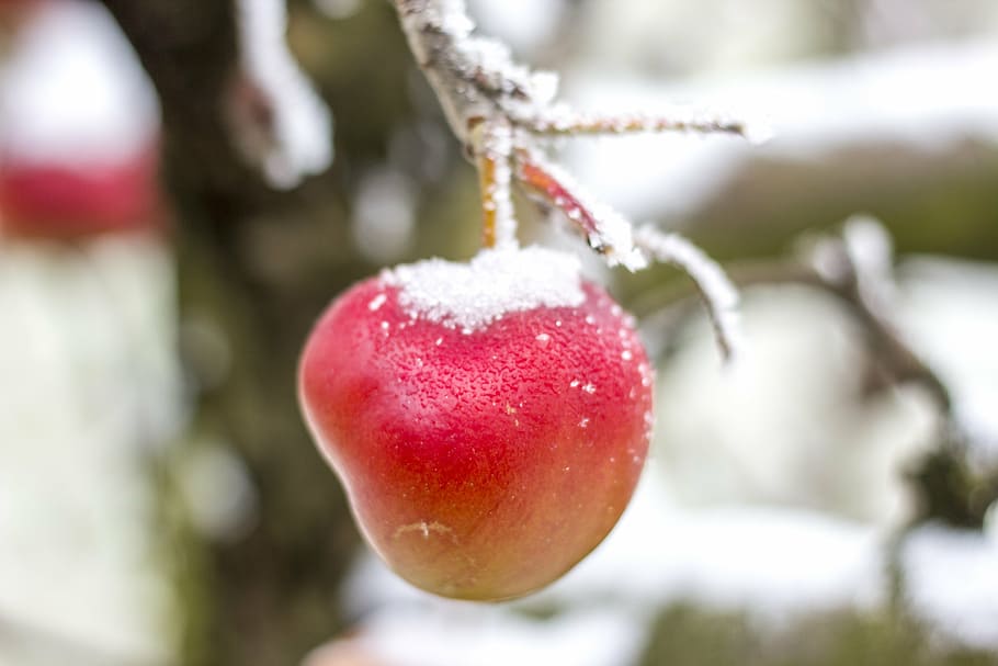 apple, winter, snow, frost, ice, icing, fruit, food and drink, HD wallpaper