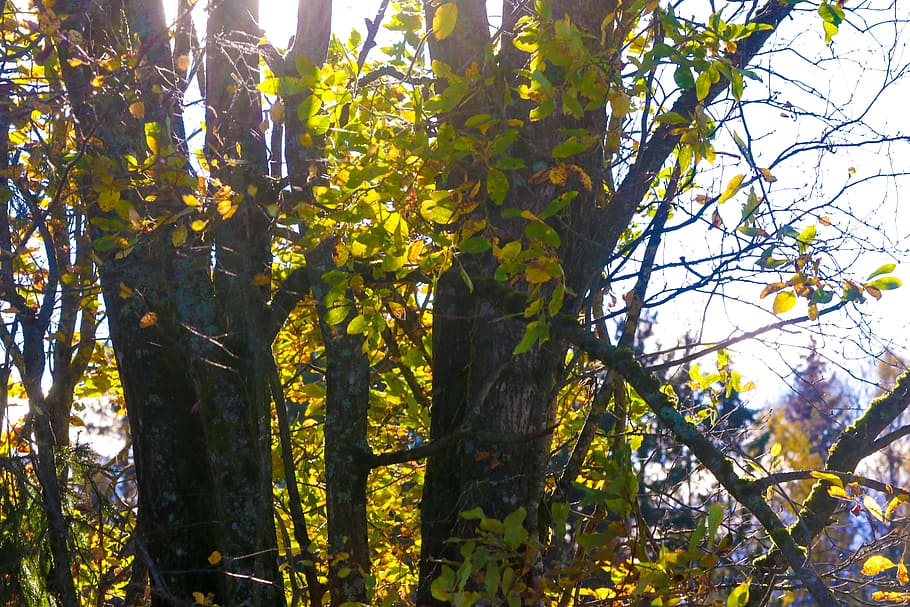 landscape, trees, nature, sun, autumn, fall, plant, growth HD wallpaper