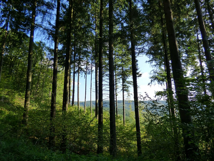 forest, trees, nature, luxembourg, woodland, outdoors, landscape HD wallpaper