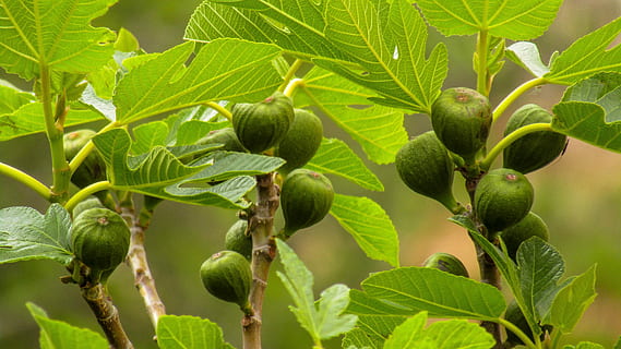figs, food, fruit wild, leaf, plant, nature, green, dry fruit HD wallpaper