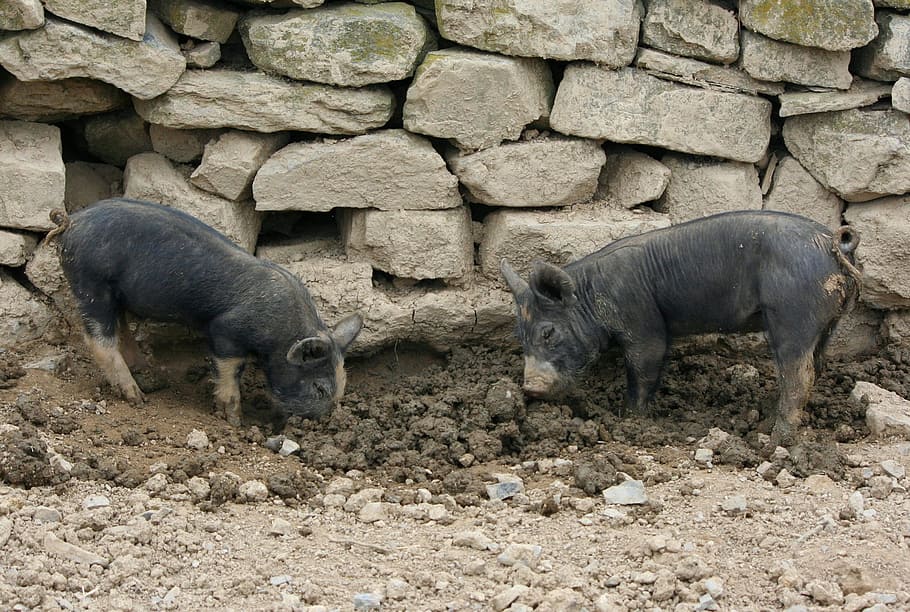 piglets, shoats, pigs, hogs, young, mud, mammal, animal themes HD wallpaper