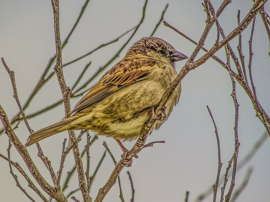 sparrow, branch, tree, nature, wildlife, bird, animal, sitting HD wallpaper