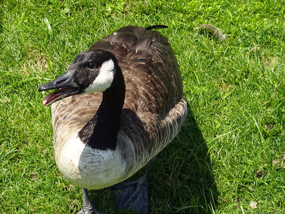 duck, grass, nature, animals, bird, animal wildlife, vertebrate HD wallpaper