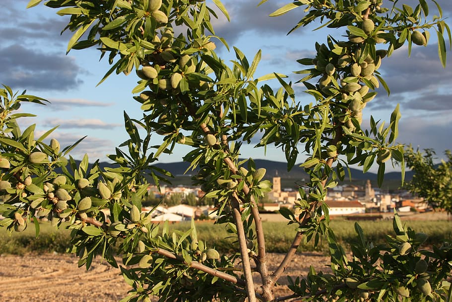 almond trees, almonds, spring, fruit, vegetable, plant, growth HD wallpaper