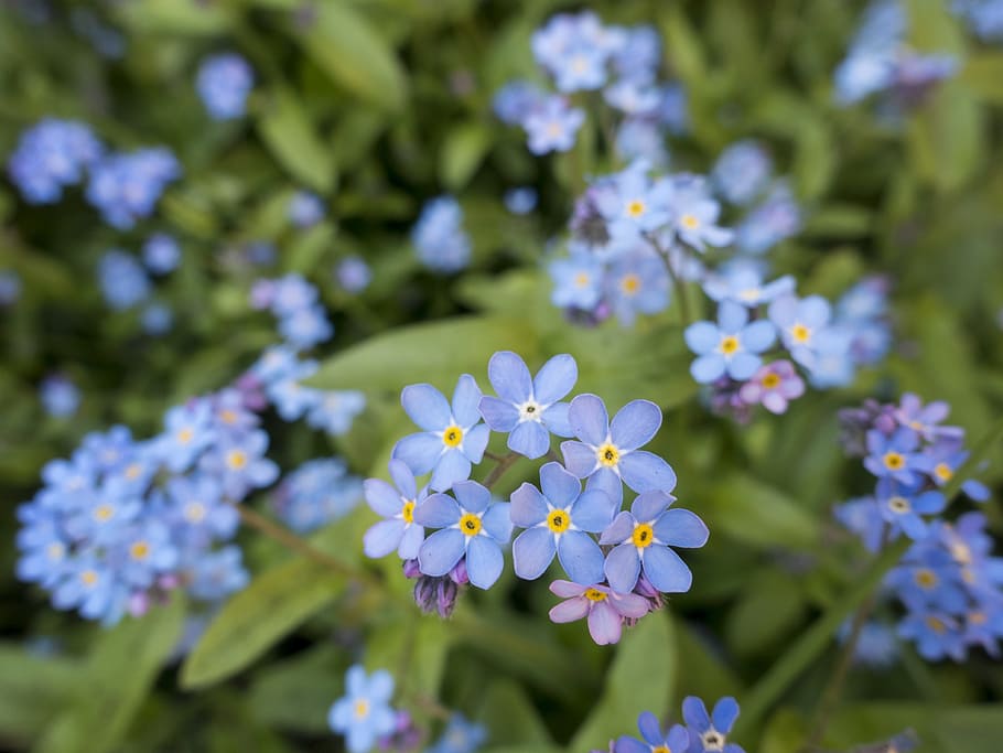 bloom, blossom, flora, flowers, forget me not, plant, flowering plant HD wallpaper