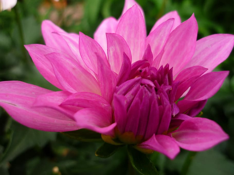 Dahlia, Nature, Pink, Blossom, Bloom, garden plant, summer, HD wallpaper