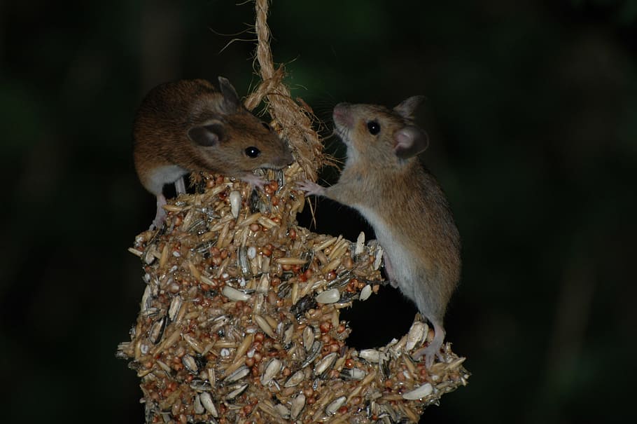 Mouse, Mice, Rodent, Nature, Button, Eyes, button eyes, animal HD wallpaper