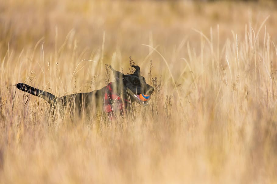 short-coated black dog in grass field, short-coated black dog running on brown grass field HD wallpaper