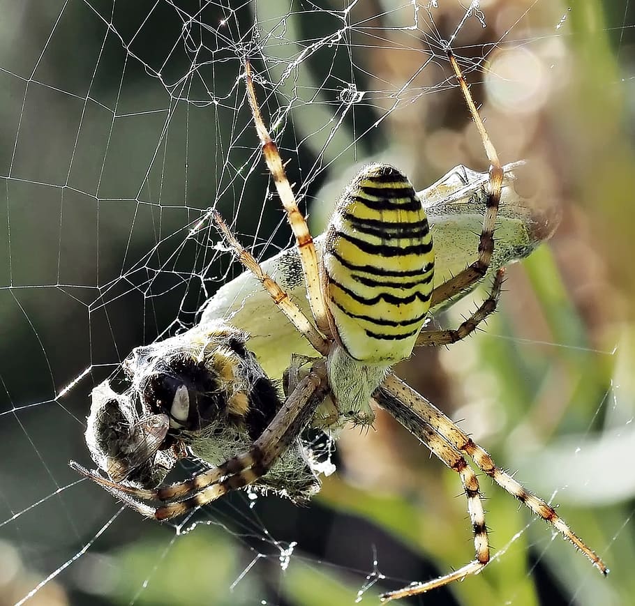 insect trapped with spider web, nature, live, animal wildlife HD wallpaper