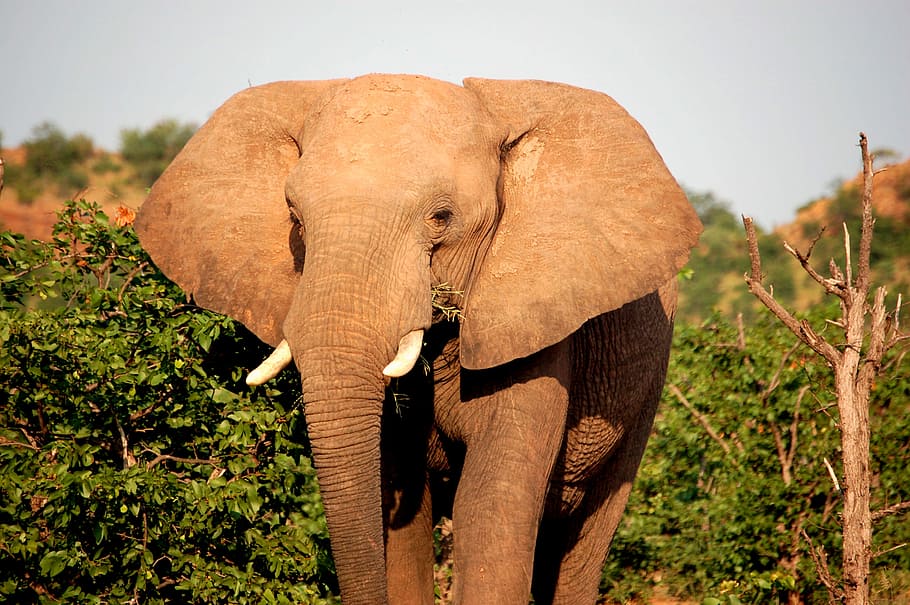 brown elephant beside green leafed trees at daytime, brown elephant standing on front of trees HD wallpaper