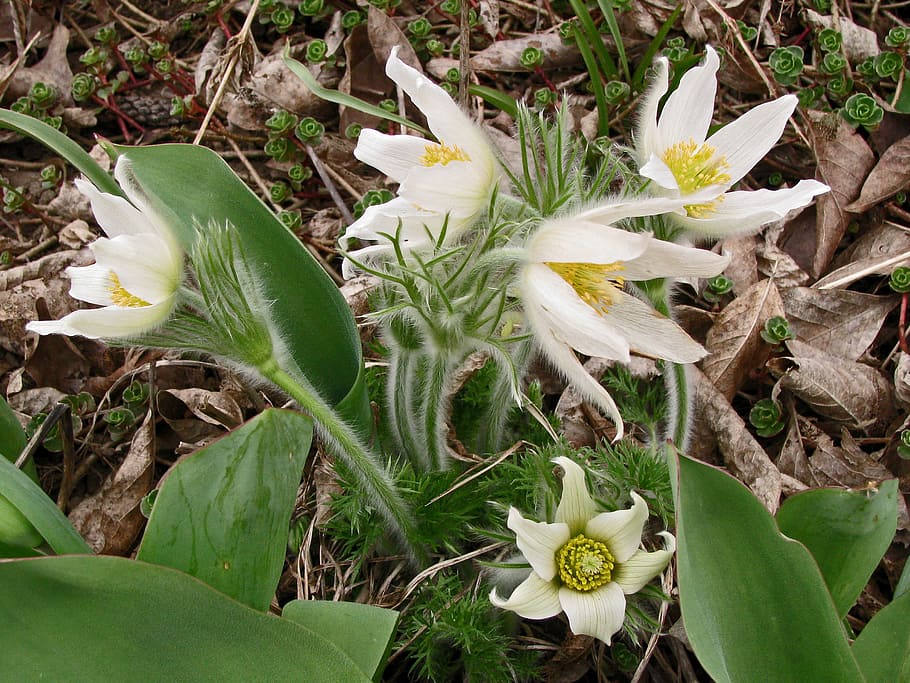 Pasqueflower, Blossom, Bloom, plant, growth, nature, leaf, no people HD wallpaper