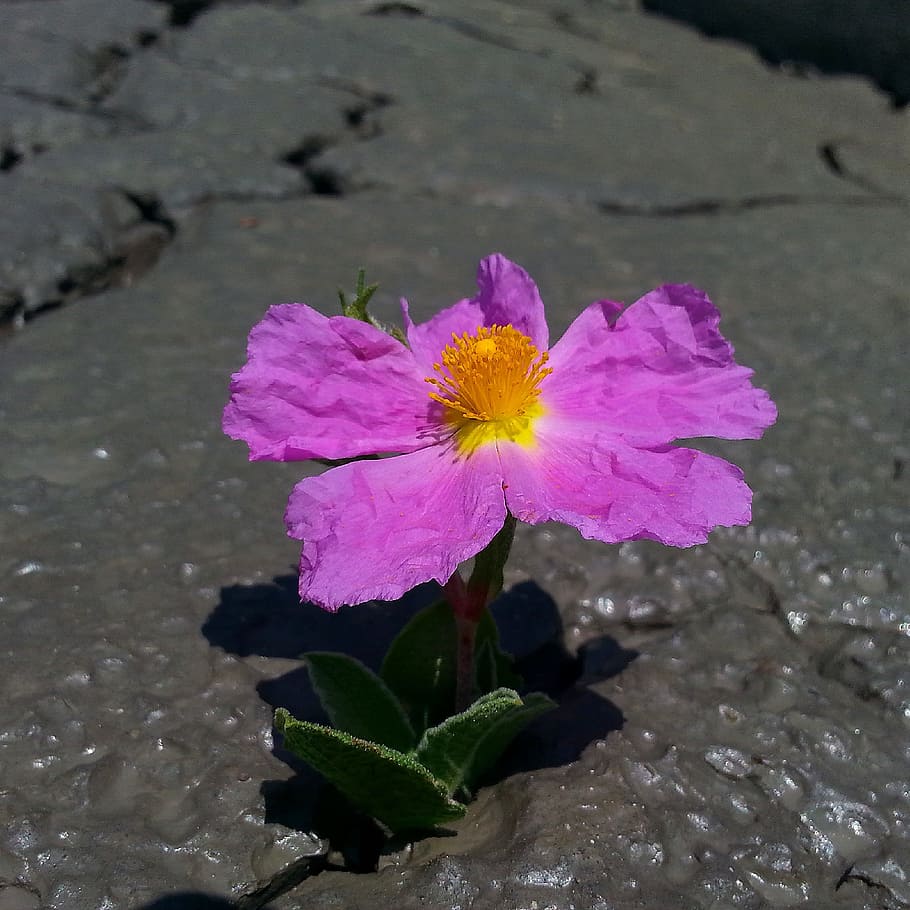 flower, doga, mud, spring, flowering plant, petal, beauty in nature HD wallpaper