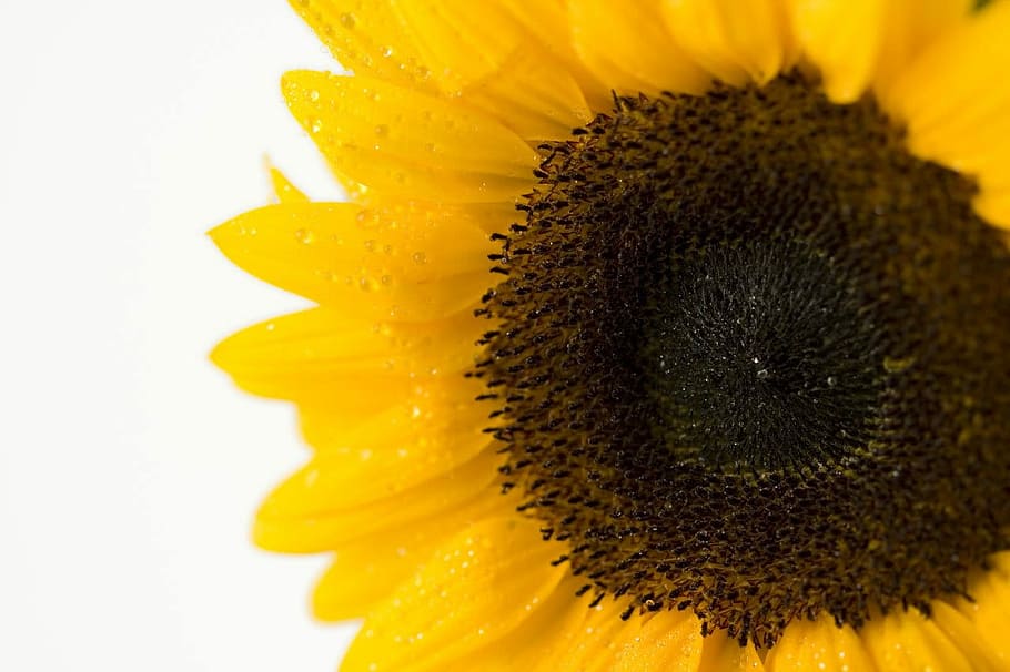 White, Background, Flower, Yolk, Nature, season, sunflower HD wallpaper