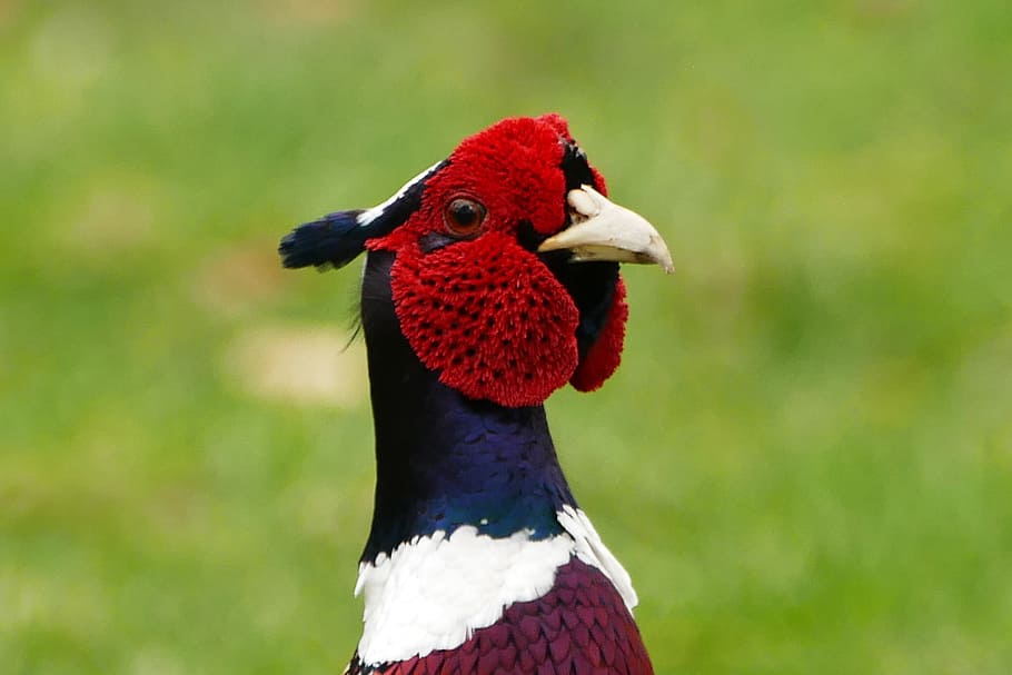 black, red, and white bird, Pheasant, Animal, Wild, Feather HD wallpaper