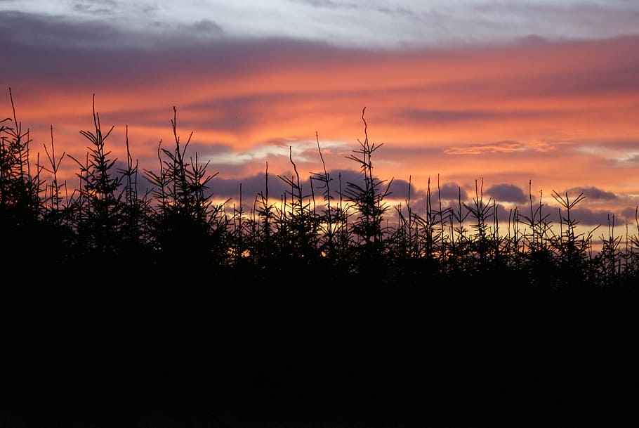Sunset, Woods, Forest, Scene, Night, sky, evening, nature, landscape HD wallpaper