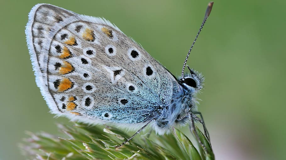 butterfly, white, blue, macro, insect, animal themes, one animal HD wallpaper
