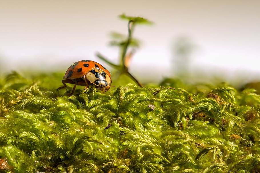 Ladybug, Beetle, Insect, Ladybird, Lucky, macro, nature, grass HD wallpaper