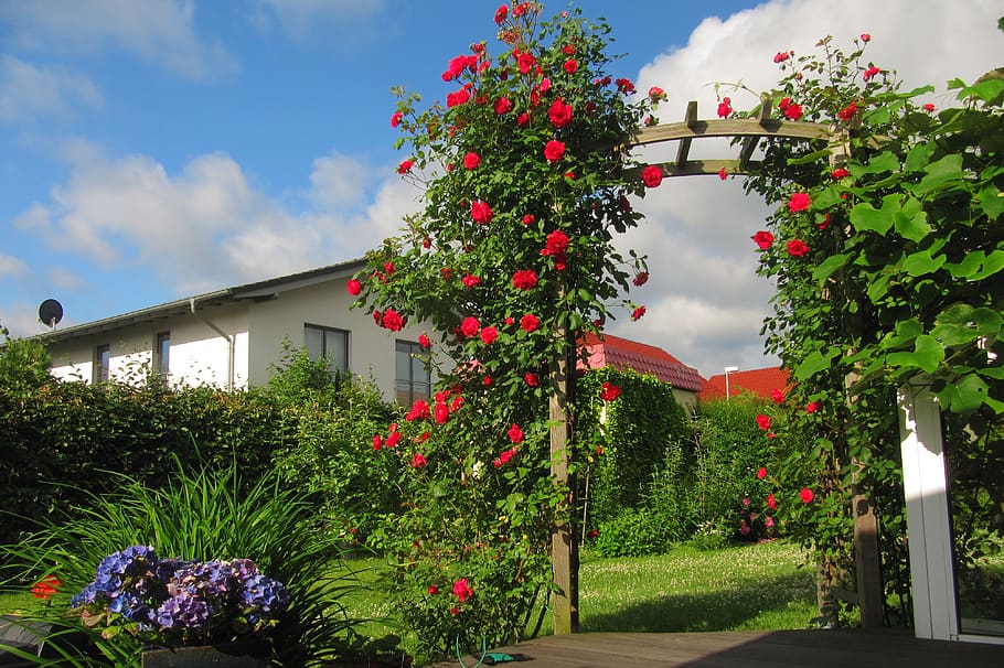 rose arch, terrace, clouds, plant, built structure, architecture HD wallpaper