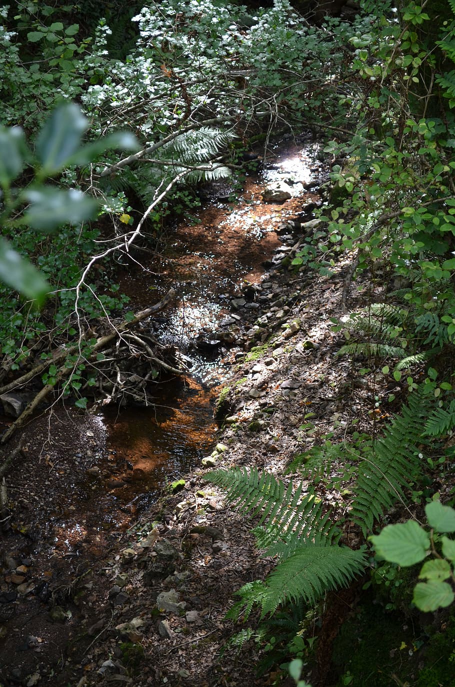 brook, water, trees, nature, green, outdoor, natural, environment HD wallpaper