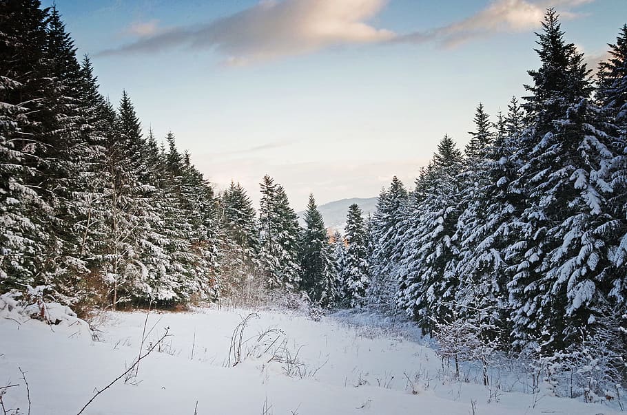 winter, snow, tree, forest, nature, frost, cold temperature HD wallpaper