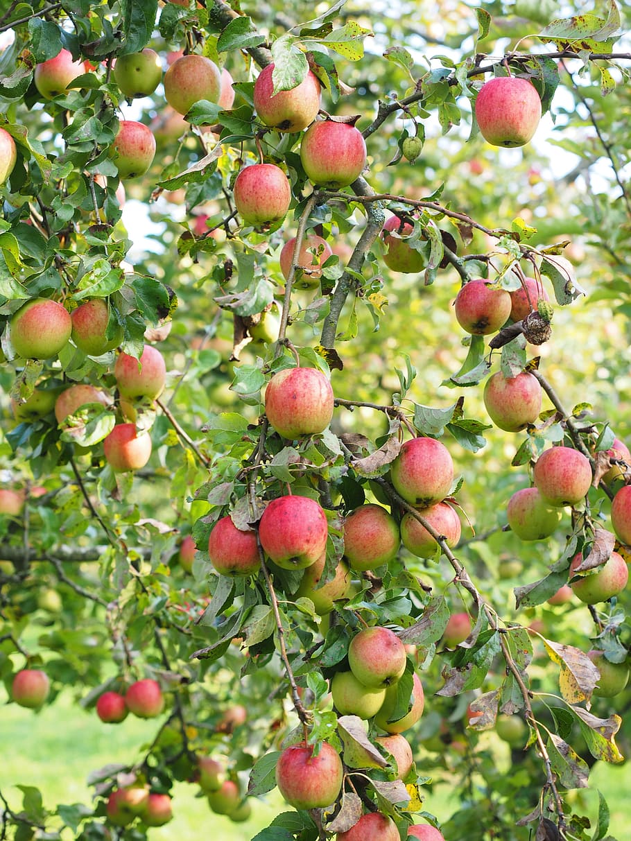 apple, apple tree, fruit, red, frisch, healthy, vitamins, orchard HD wallpaper