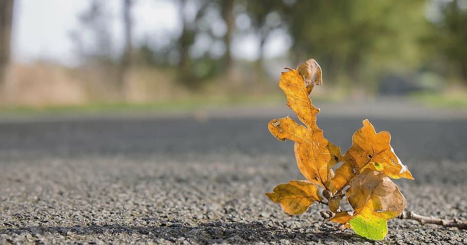 autumn, leaves, leaf, fall foliage, road, asphalt, plant part HD wallpaper