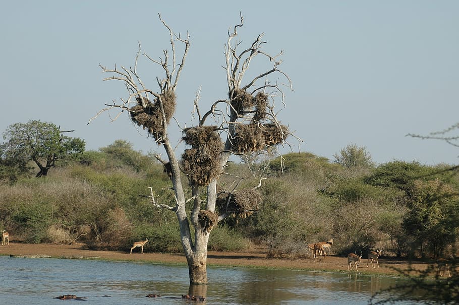 nesting, birds, k, bird nest, nature, tree, plant, water, sky HD wallpaper