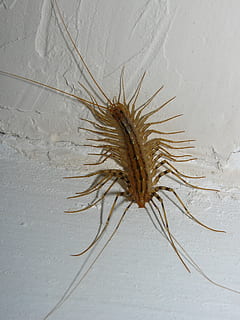flytrap, home centipede, insects, no people, nature, animal HD wallpaper