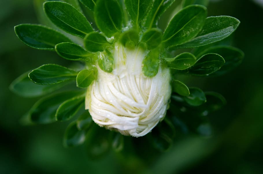 Flower, White, Macro, Nature, Floral, spring, blossom, bloom HD wallpaper