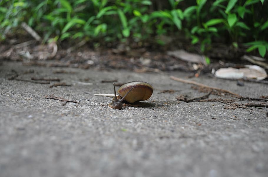 snail, animal, forest, day, no people, selective focus, nature HD wallpaper