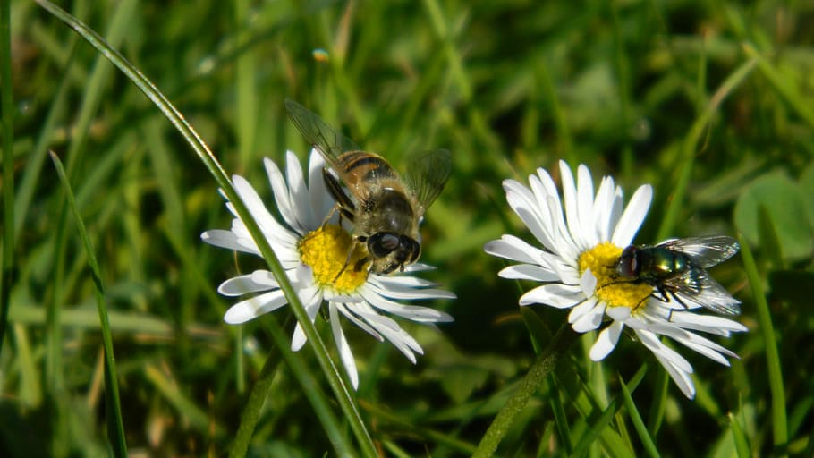 daisies, meadow, daisy, spring, flowers, plant, nature, drone HD wallpaper