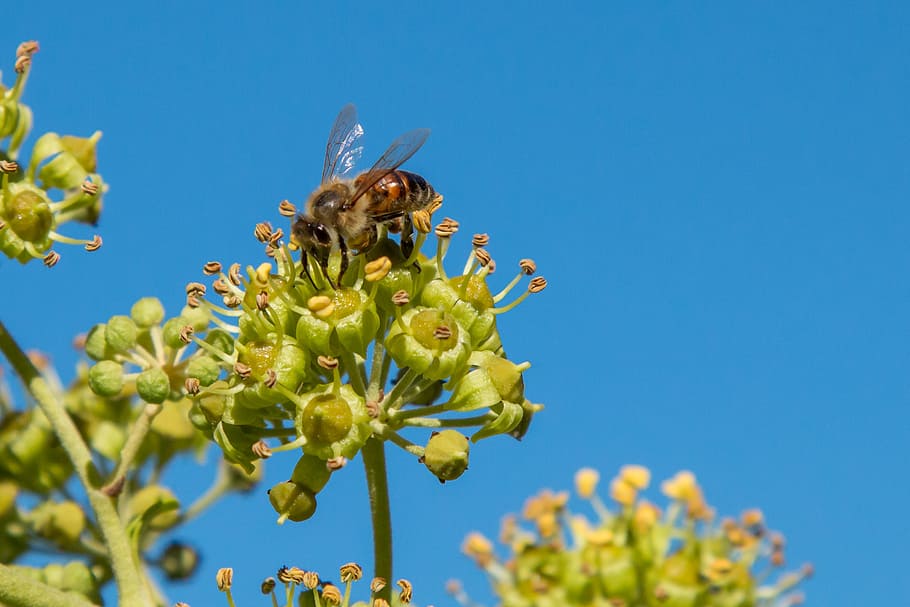 bee, nectar, honey bee, insect, collect nectar, nature, close HD wallpaper