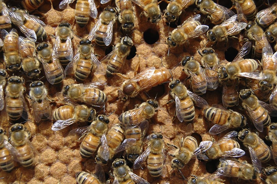 close-up photography of honeybees on honeybomb, Queen Bee, Beehive