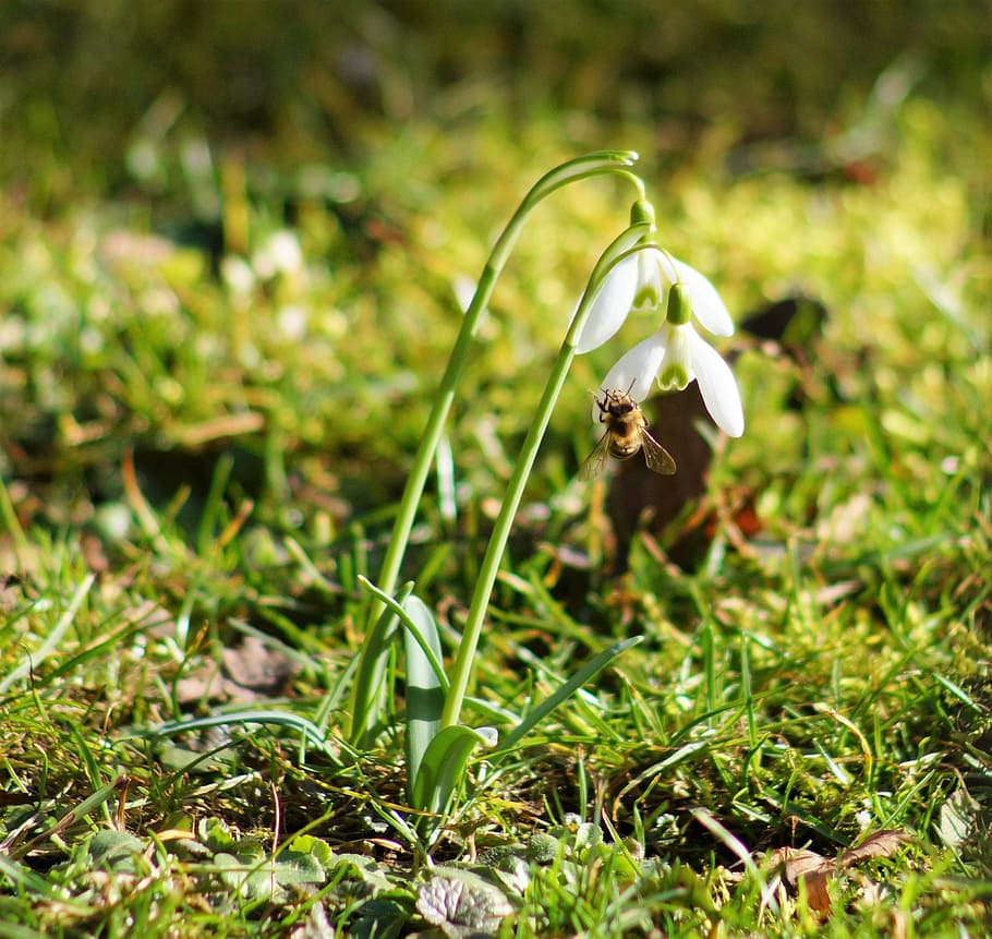 bee, insect, plant, honey, flowers, snowdrop, spring, sun, growth HD wallpaper
