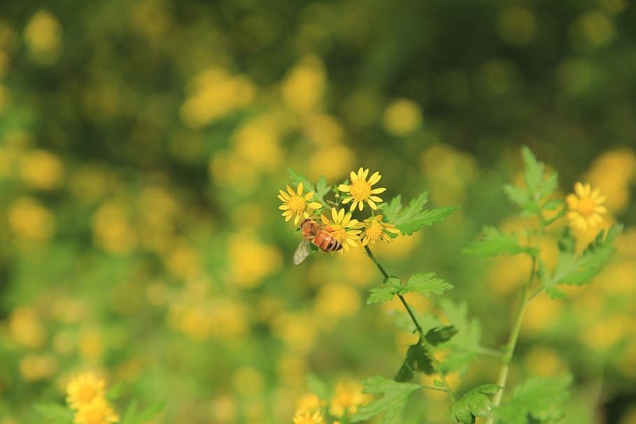 chrysanthemum, yellow, bee, flower, flowering plant, freshness HD wallpaper