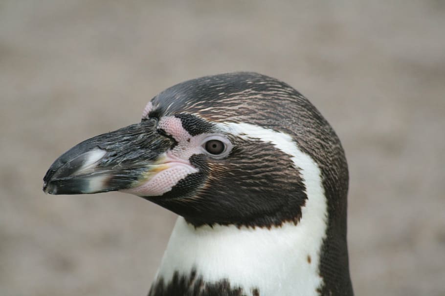 penguin, head, nature, bill, animal themes, one animal, animal wildlife HD wallpaper