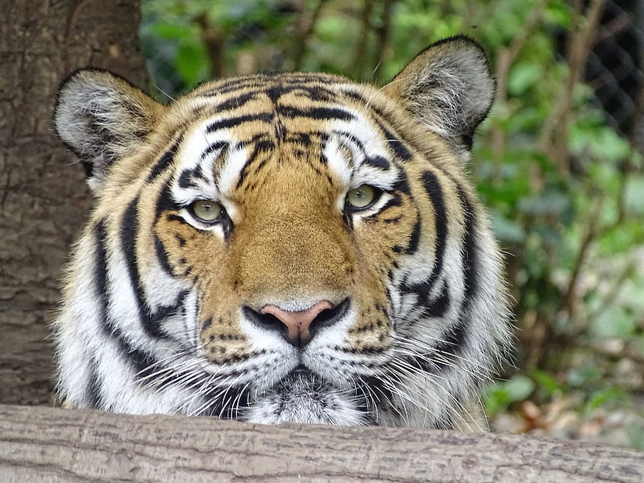 tiger, predator, head, animal themes, one animal, mammal, animal wildlife HD wallpaper