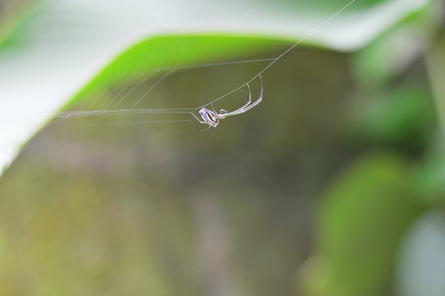 nature, network, wild life, macro, animal, arachnid, spider HD wallpaper