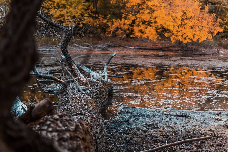 autumn, forest, river, woods, nature, fall, landscape, season HD wallpaper