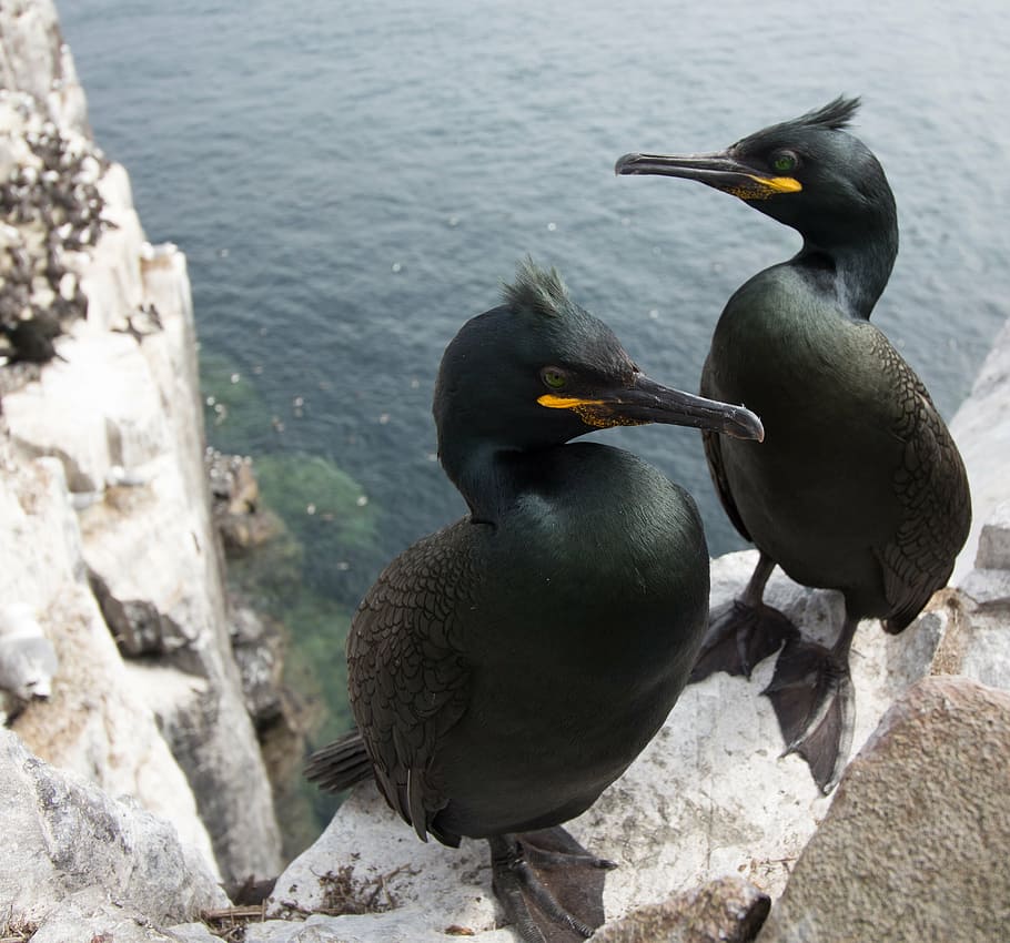 shags, cormorants, farne, farne islands, wildlife, bird, phalacrocorax, HD wallpaper