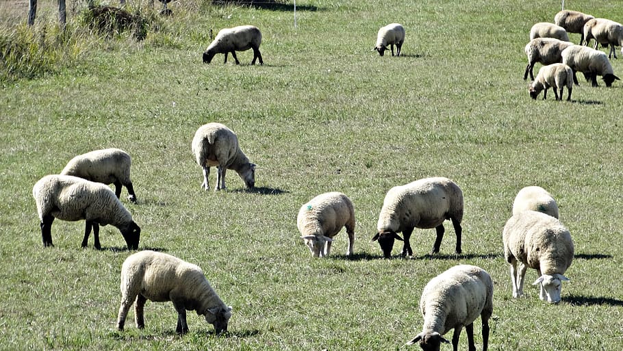 Sheep, Pasture, Meadow, Clouds, livestock, graze, flock of sheep HD wallpaper