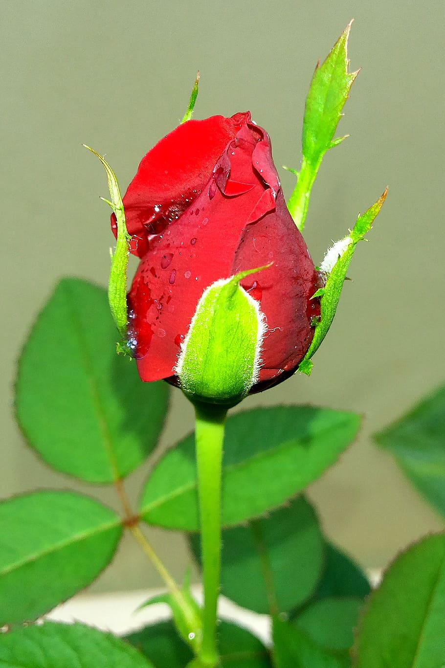 rose jm, red, kerala, plant part, leaf, close-up, growth, beauty in nature HD wallpaper