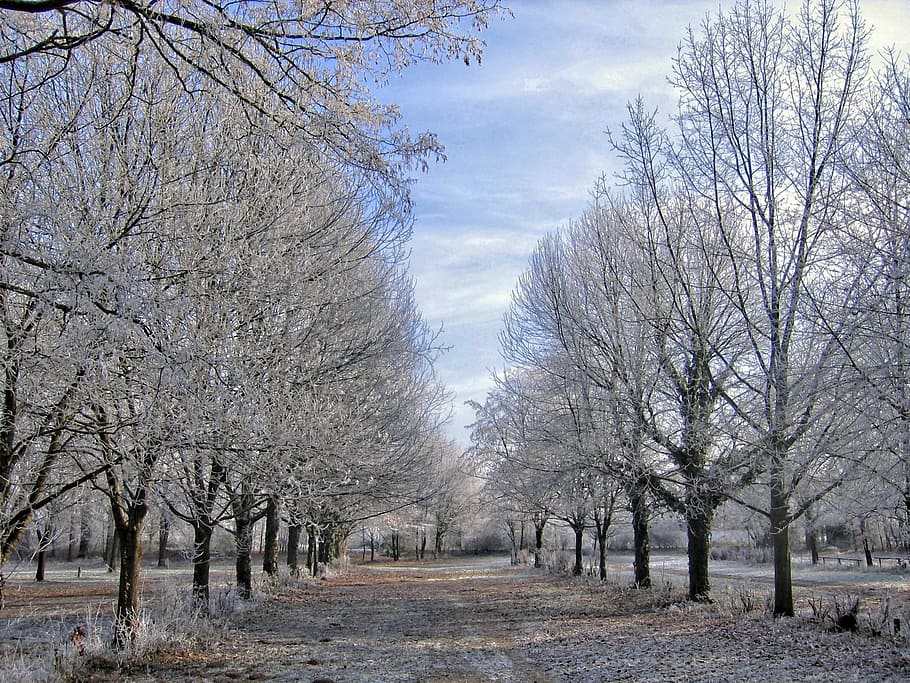 gray leaf trees at daytime, winter, ice, snow, frost, cold, avenue