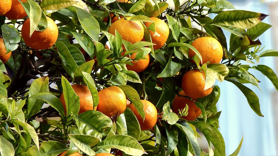 oranges, fruit, tree, nature, leaves, healthy eating, leaf HD wallpaper