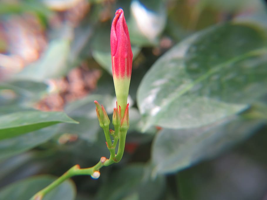 Flower, Red, Bud, Bud, Green, growth, plant, green color, nature HD wallpaper